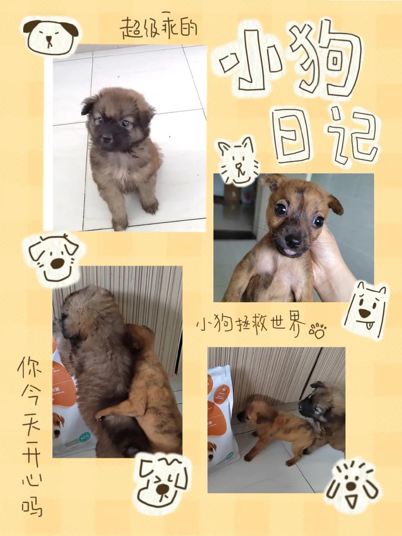 领养流浪狗的注意事项!