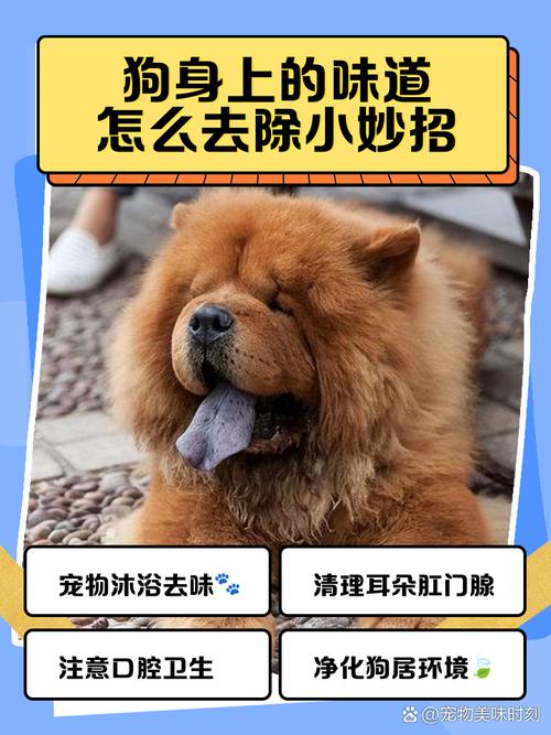 养狗狗狗狗身上有味道怎么办