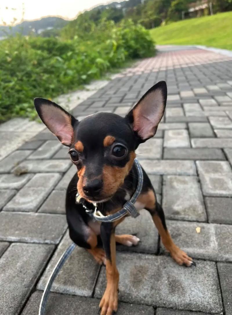 小鹿犬指甲多长为标准