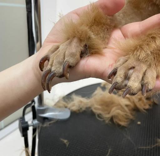 狗狗的指甲应该留多长