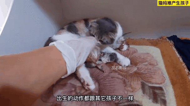 猫咪不小心怀孕不想要小猫怎么办