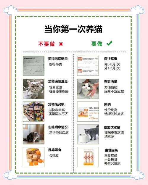 新手养猫|小白铲屎官必看,谨防踩坑