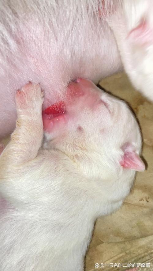 怎么判断狗狗难产的表现