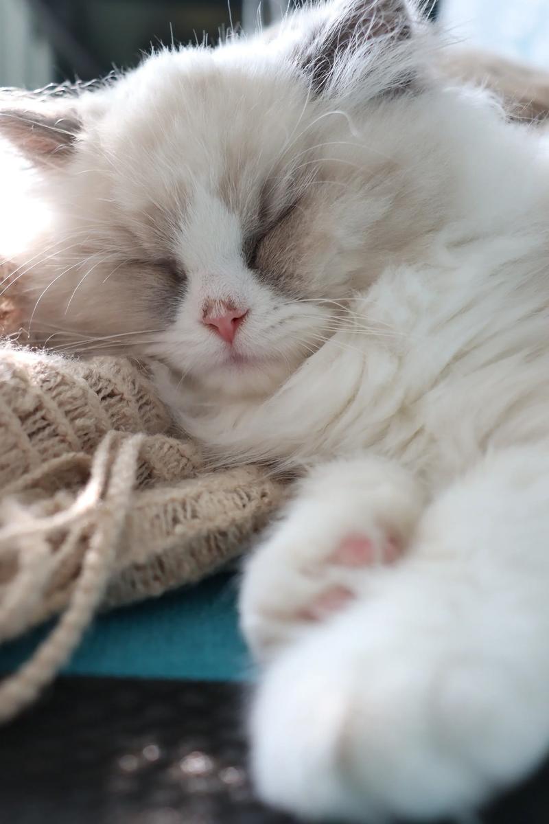 两个月小猫睡觉时间