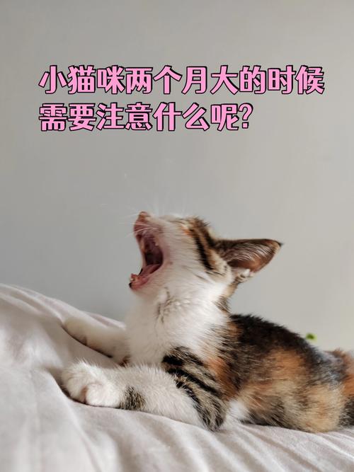 猫啥时睡觉