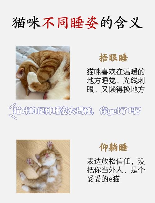 四个月的小猫一天睡多久