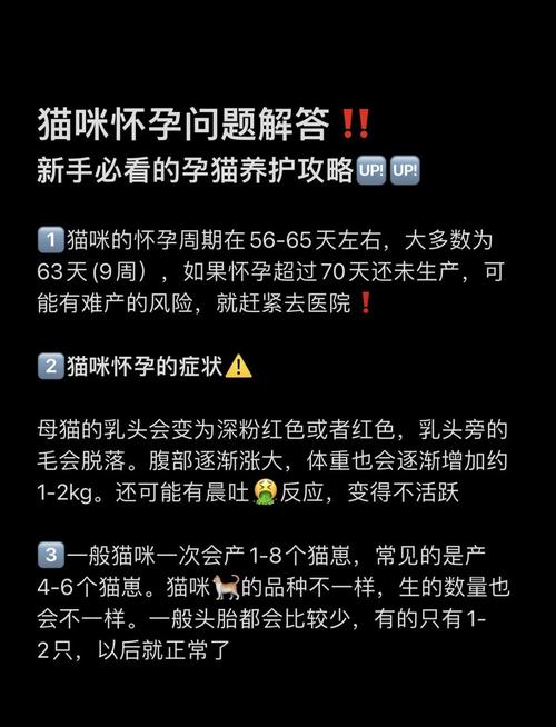 怀孕猫咪注意事项