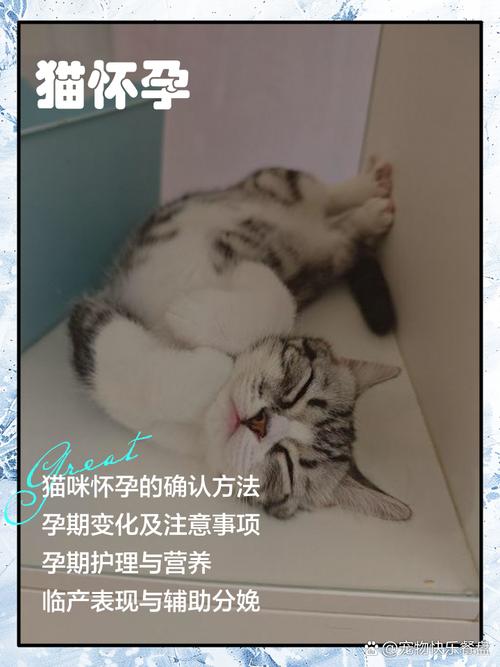 猫怀孕了要注意什么