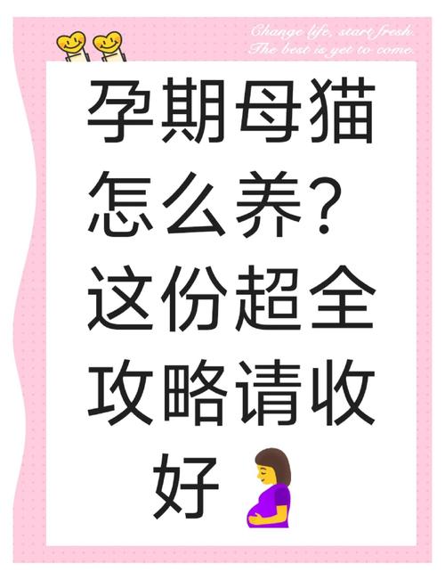猫咪怀孕期间全护理注意事项