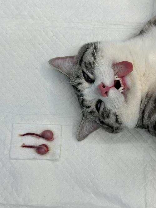 猫咪拉不出粑粑,可以给它用开塞露吗