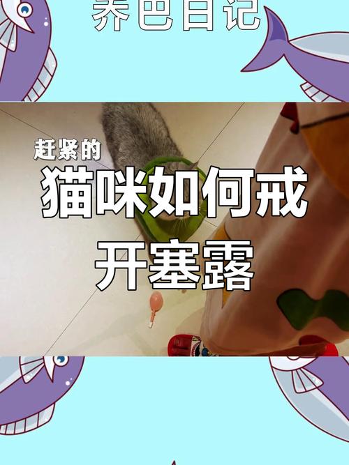 猫为什么不能用开塞露