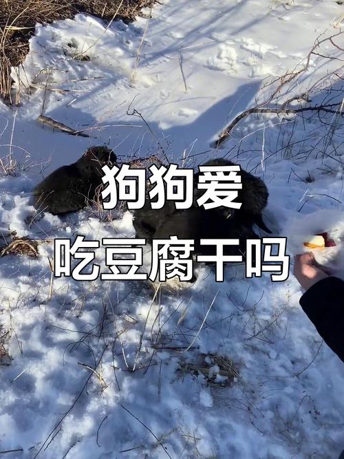 小狗能吃豆腐干吗