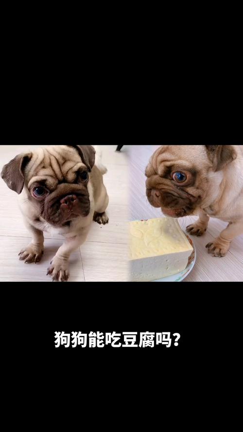 狗狗能吃豆腐干吗