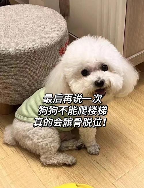 狗到底能不能爬楼梯