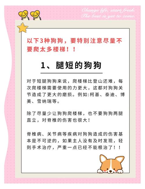 爬楼梯,对狗狗有害无益(图)