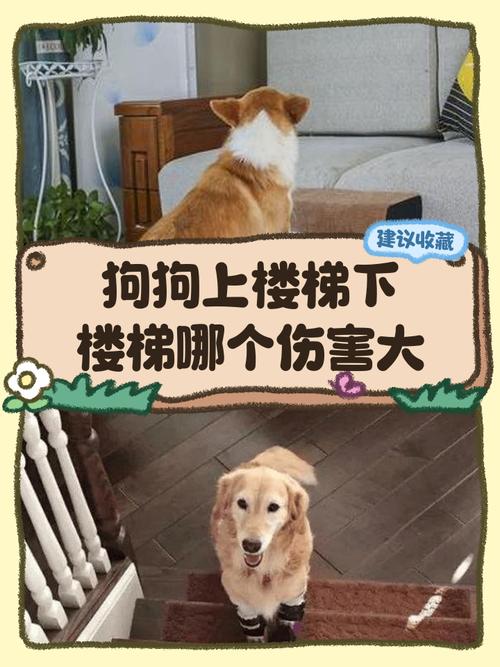 狗狗经常爬楼梯真的好吗?对关节的伤害铲屎官不可不知!