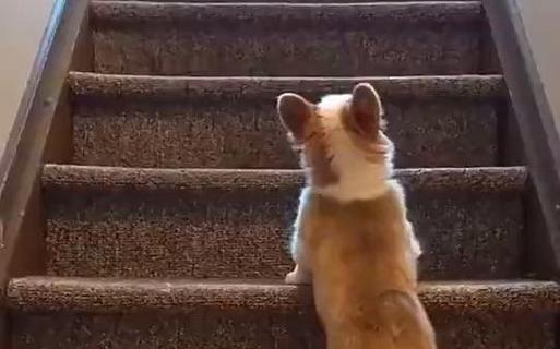 让狗狗爬楼梯可能会害了狗