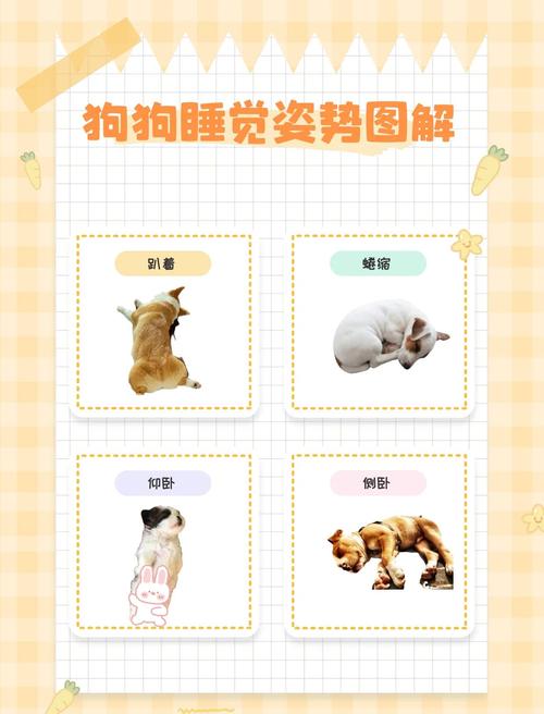 怎么哄狗狗睡觉