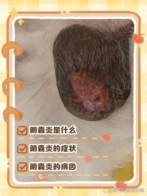 狗狗得了睾丸炎的症状与治疗