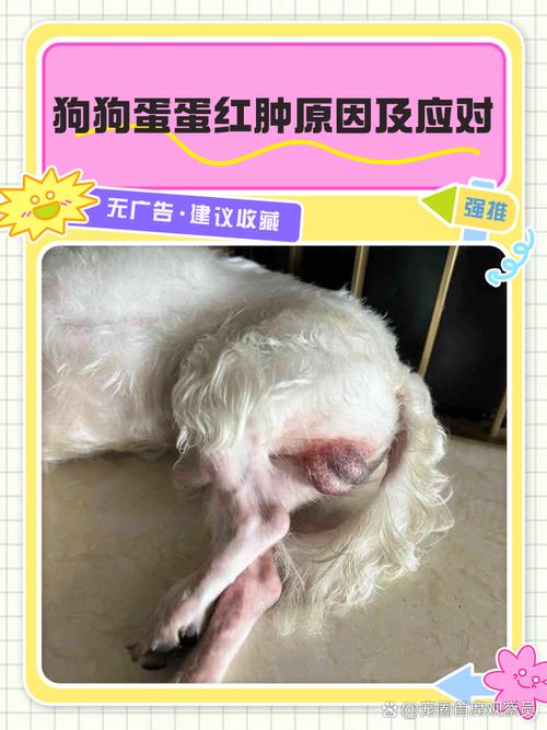 狗狗得了睾丸炎怎么办?