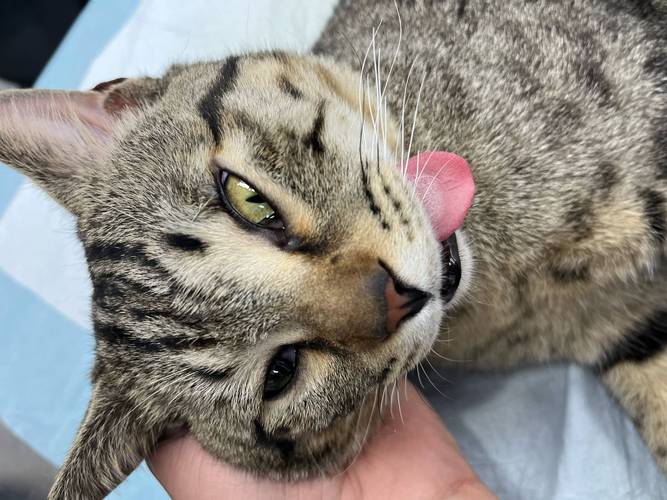 发情的猫咪可不可以洗澡呢?