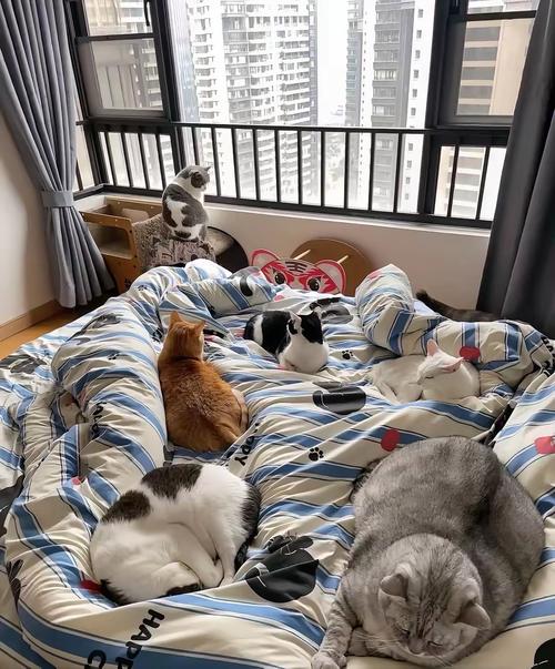 小猫到新家第一晚需要陪着吗