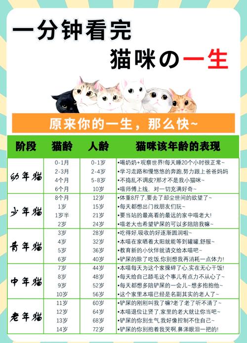 为什么喵星人吃东西非要人陪着