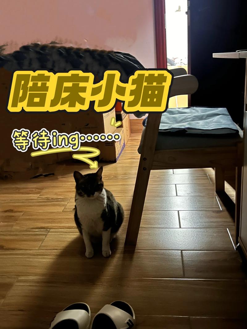 猫生产为什么要主人守着