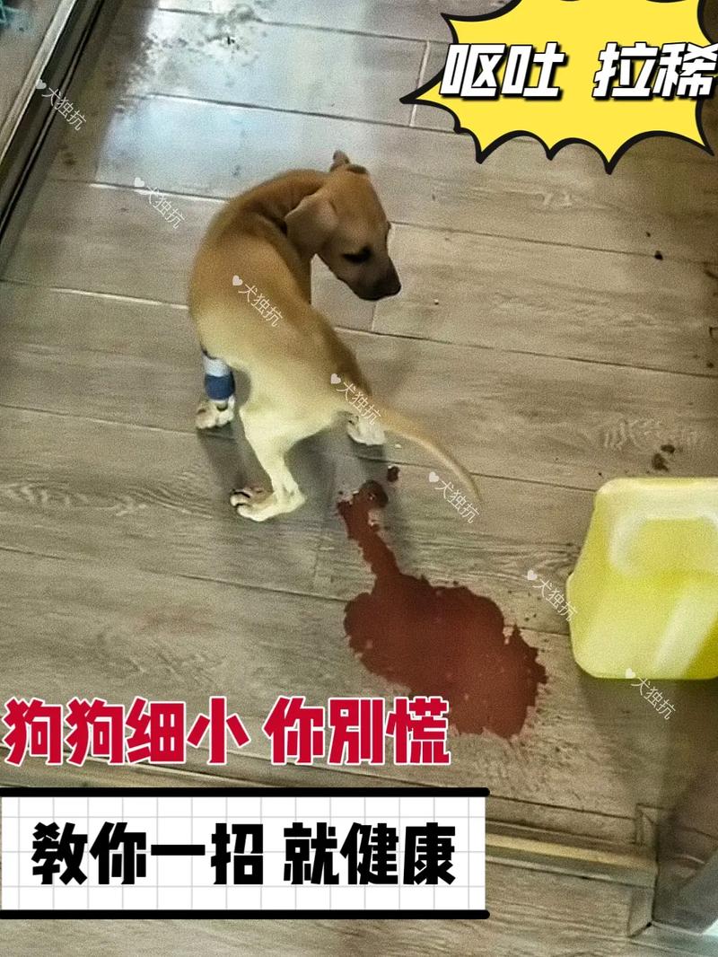 狗翻肠子怎么办