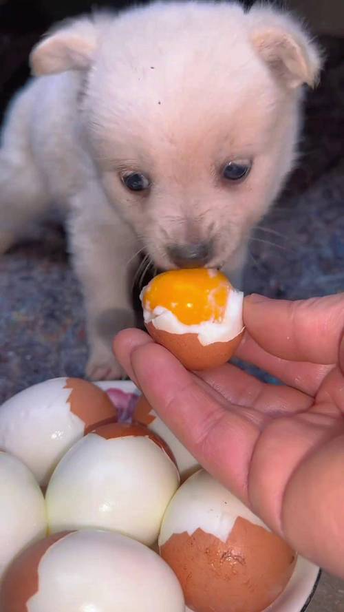 狗狗发烧了吃什么食物