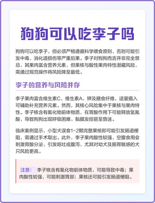 泰迪狗狗可不可以吃李子