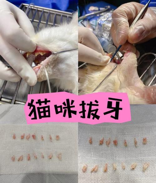 老狗拔牙后的注意事项有哪些?