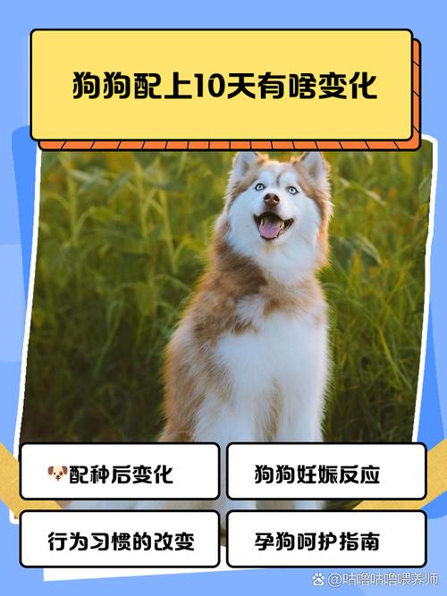 狗狗为什么迟迟不下崽子