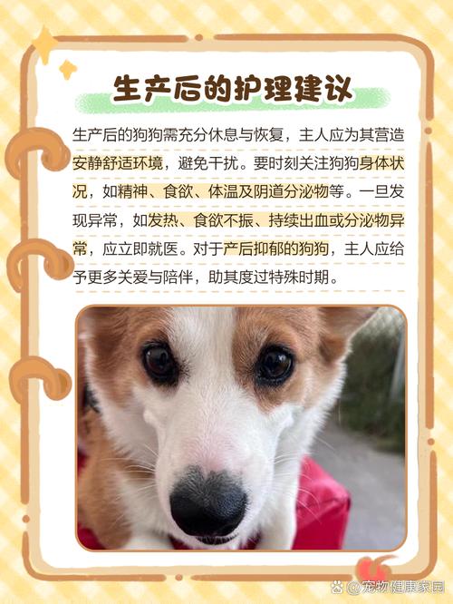 狗挤出奶了多久下崽