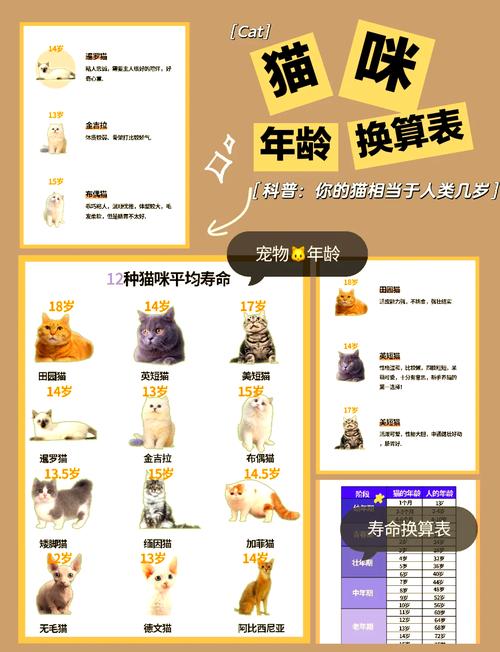 【养猫必读】延长猫咪寿命的6点小知识!