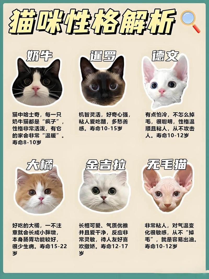 猫能活多少年的寿命