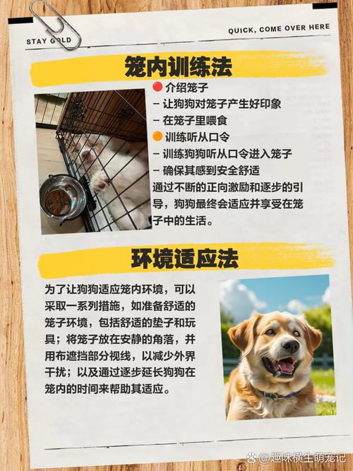 幼犬坏习惯不及时纠正,几个月后就很难改