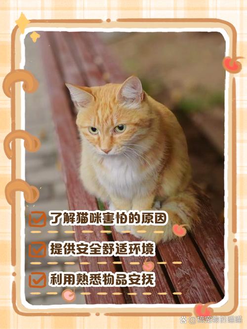 猫咪被吓到后可以用什么方式进行安抚呢?