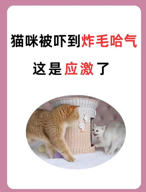 猫咪受到惊吓怎么安抚