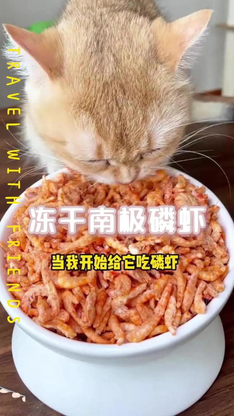 猫一天能吃几只虾