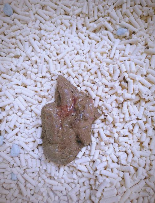 猫咪便便正常但是出血