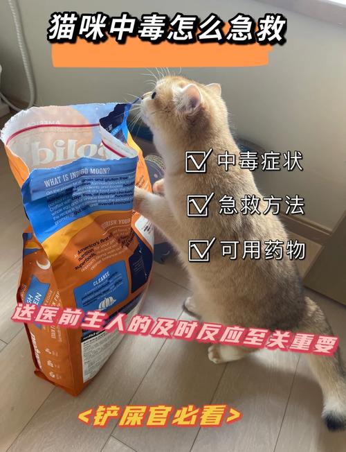 猫中毒自救的土方法