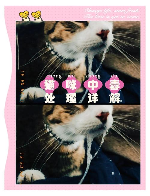 猫跳蚤药中毒怎么急救