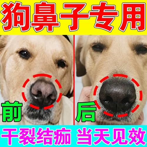 狗鼻子干燥开裂怎么办