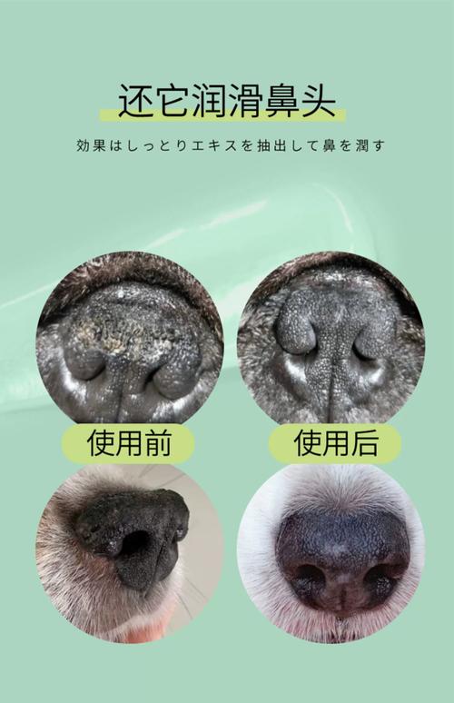 我家狗狗鼻子总是很干,干得都开裂了,但是喝水吃饭都很正常,而且也很健...