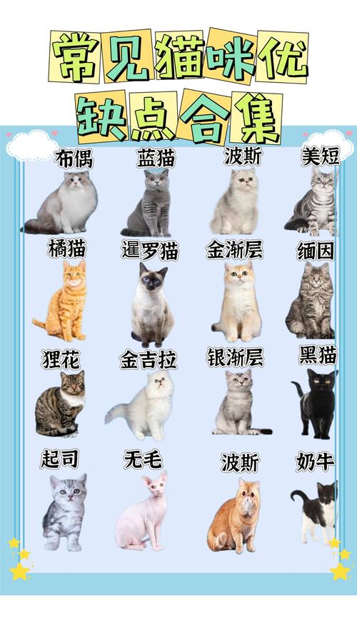 猫有什么品种