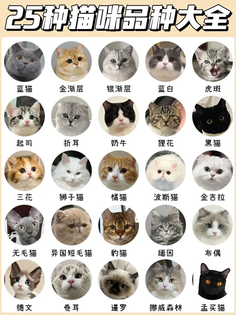 猫咪品种不同,也能对应不同的MBTI