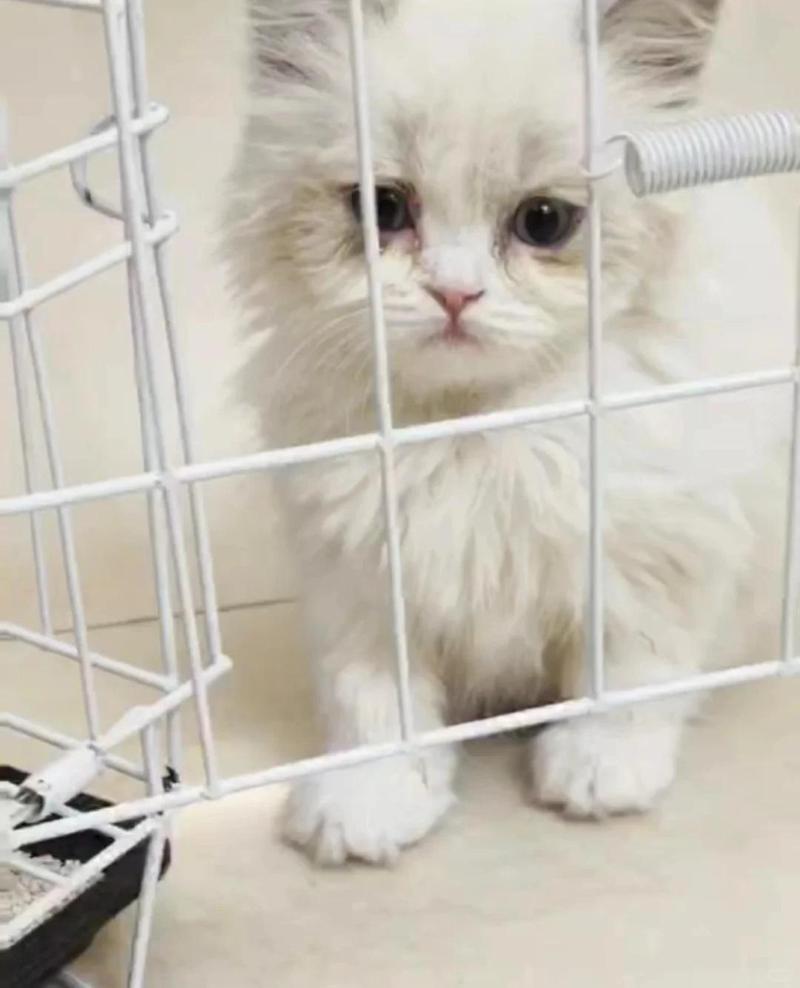 猫咪摔伤后嗜睡怎么回事?