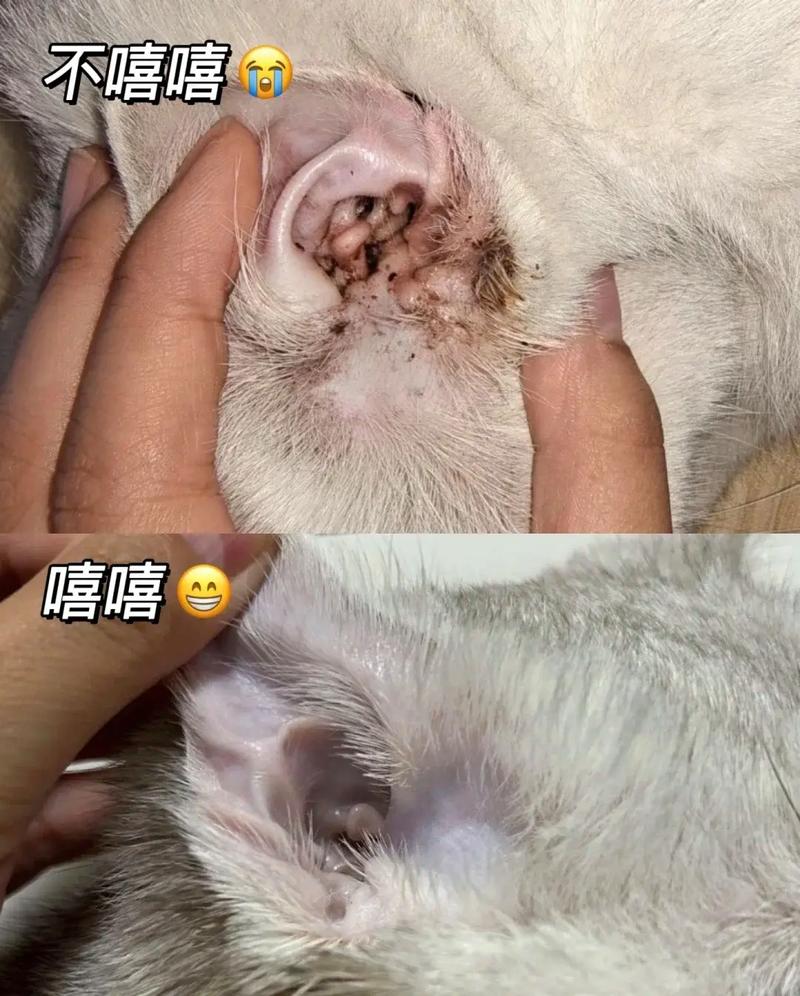 猫咪驱虫药滴在耳朵后面