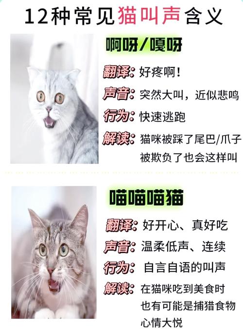 猫咪嗷呜嗷呜的叫是什么意思